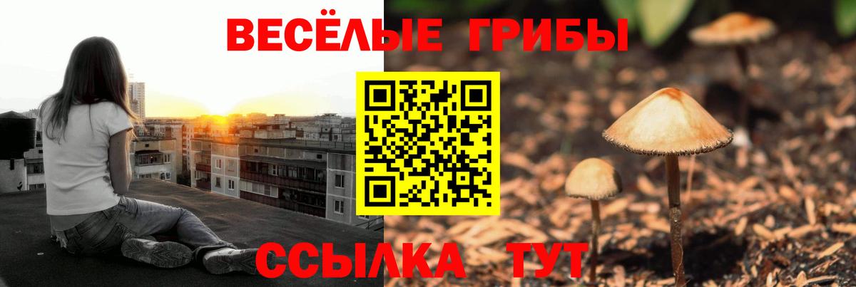 Гусев  Псилоцибиновые грибы Psilocybine cubensis  Вход с VPN 